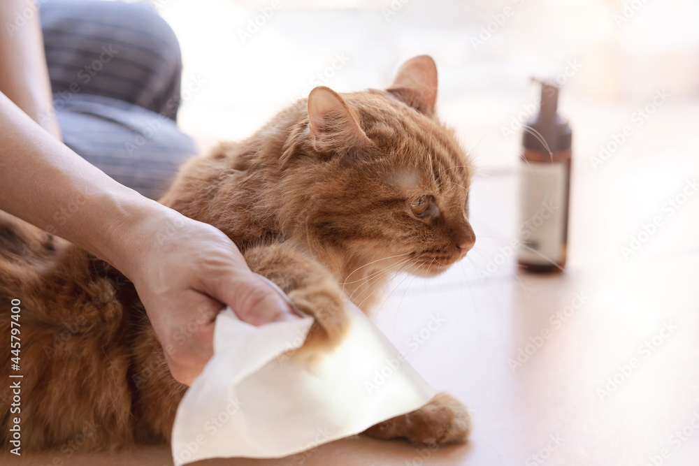 Woman use a cleaning cloth Wipe a cat's fur bathe ginger cat dry cleaning for Animal