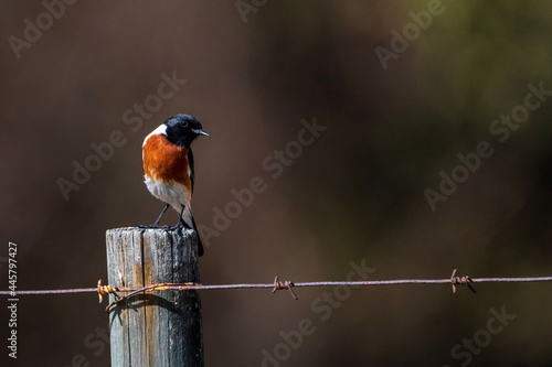 red backed shrike