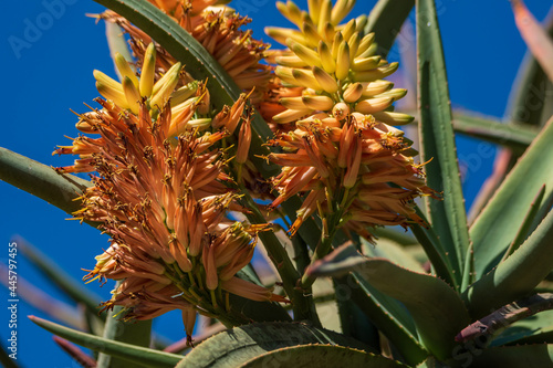 pineapple in the garden
