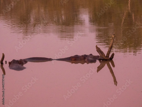 fish in the water