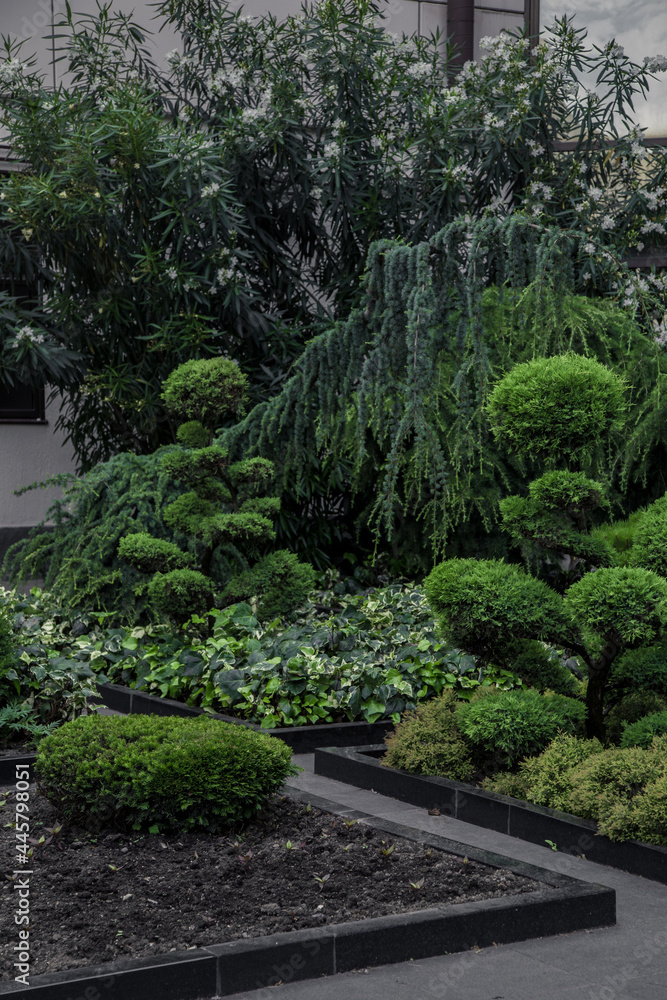 exterior plants design with evergreen flora