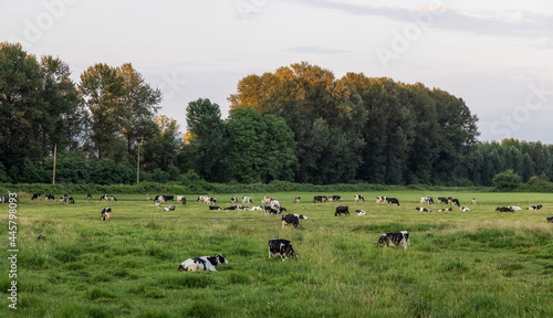 Herd of Cows in a green farm field. Sunny Summer Sunset. Barnston Island, Vancouver, British Columbia, Canada.