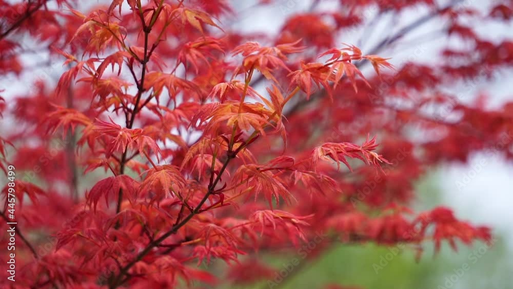 Acer spring red leaf close-up, natural charm. Acer spring red leaf close-up, natural charm.