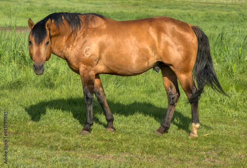 Herd of Ranch horses in Colorado  mares  foals  stallion