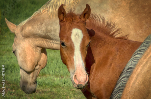 Herd of Ranch horses in Colorado, mares, foals, stallion