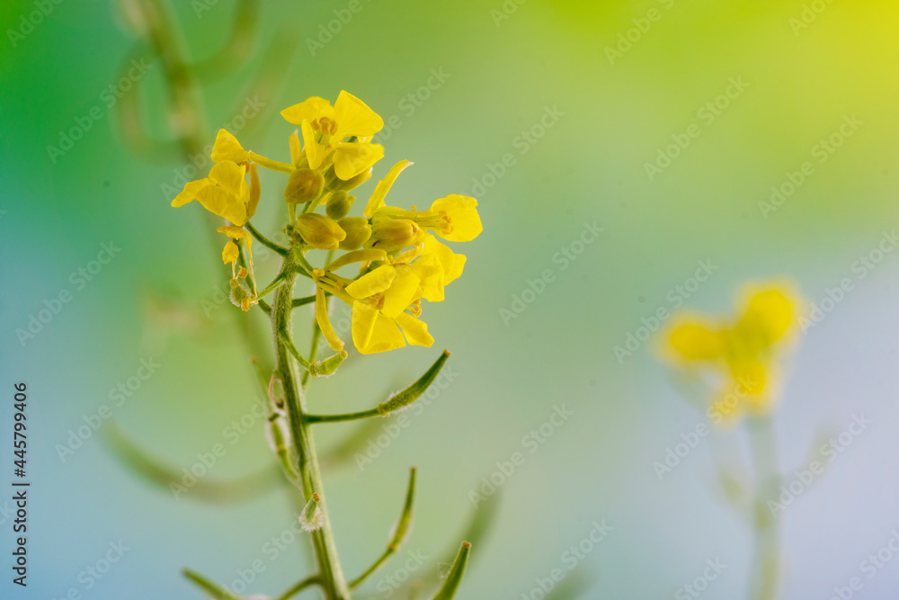 Mustard (Sinapsis Alba) flowers in bloom with blurred background and negative space Mustard (Sinapsis Alba) flowers in bloom with blurred background and negative space