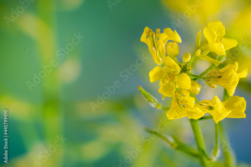 Mustard (Sinapsis Alba) flowers in bloom with blurred background and negative space
