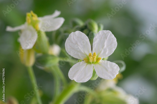 Turnip  Brassica Rapa sp.  flower in bloom with green blurred background