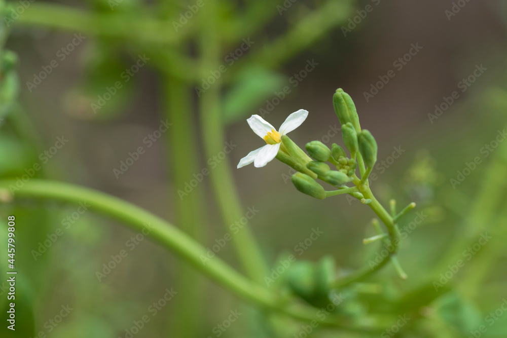 Turnip-Rabish flower in bloom, variety White Icicle Turnip-Rabish flower in bloom, variety White Icicle