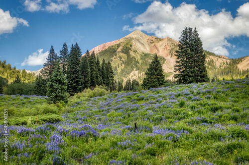 Colorado wildflowers in the Rocky Mountains