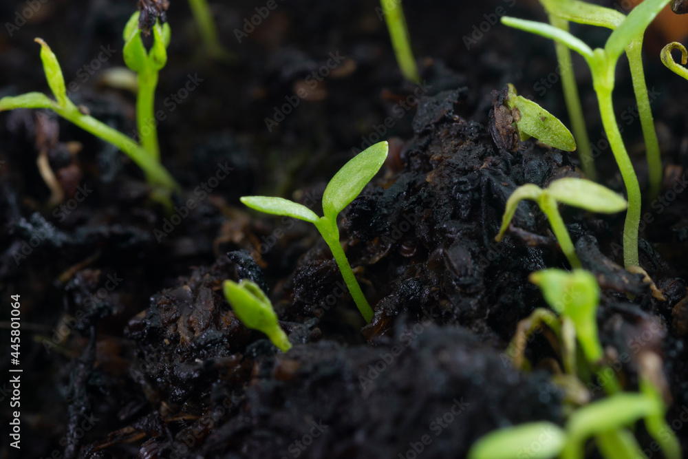 Celery ( Apium Graveolens) seedling growing on wet soil Celery ( Apium Graveolens) seedling growing on wet soil