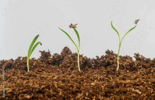 Spinach (Spinacea Oleracea) seedlings growings in soil isolated in white background
