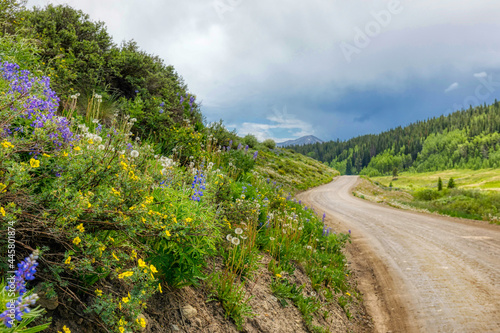 Colorado wildflower season in the Rocky Mountains