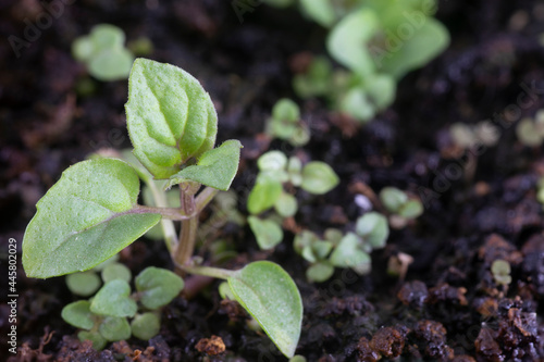 Peppermint (Mentha Ã— piperita) seedlings growing on wet soil