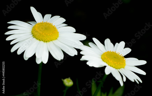 daisy on black