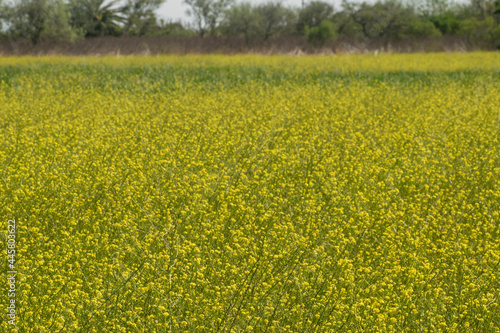 Field of Hirschfeldia Incana flowers in bloom photo