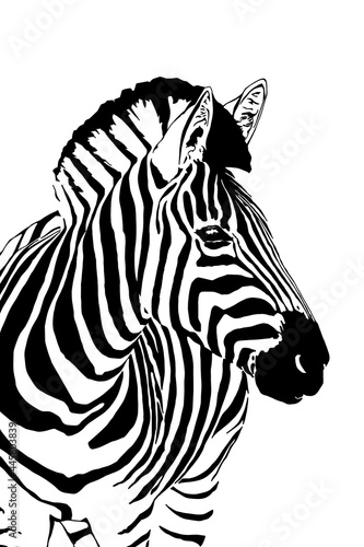 Ilustraci  n en blanco y negro de cebra mostrando su cara  ojos  nariz  orejas y rayas del patr  n de su piel