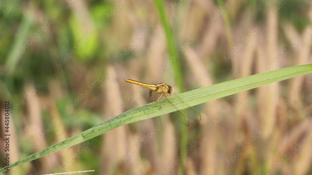 dragonfly perched on a swaying leaf daun dragonfly perched on a swaying leaf daun