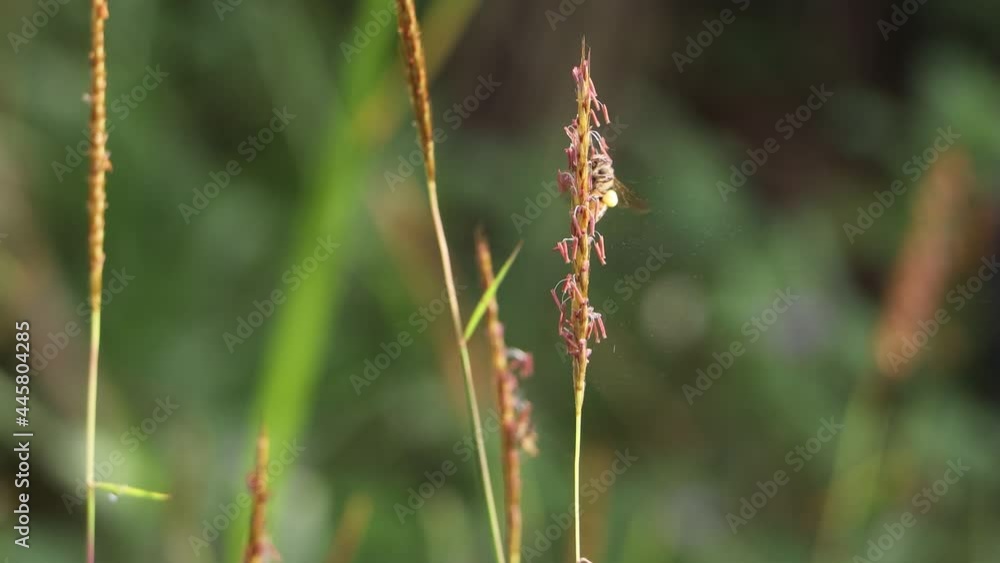 grass and bees close up grass and bees close up