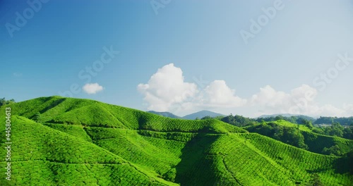 A Breathtaking View Of Tea Plantations in The Cameron Highlands, Malaysia