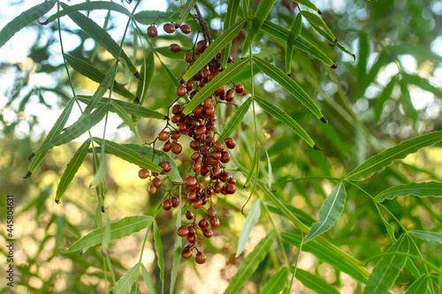 Peruvian pepper tree (Schinus Molle) Aguaribay. Close up view of a cluster of ripe berries. photo