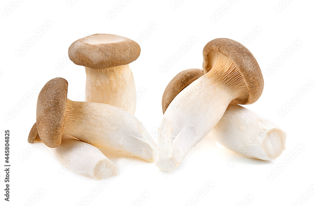 Royal oyster mushroom on white background Royal oyster mushroom on white background