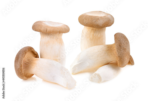 Royal oyster mushroom on white background