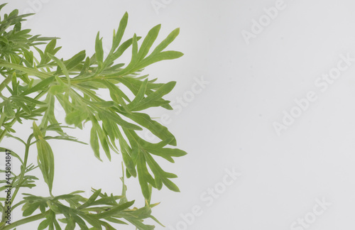 Wormwood  Artemisa Absinthium  plant isolated on white background with negative space. Partial view.