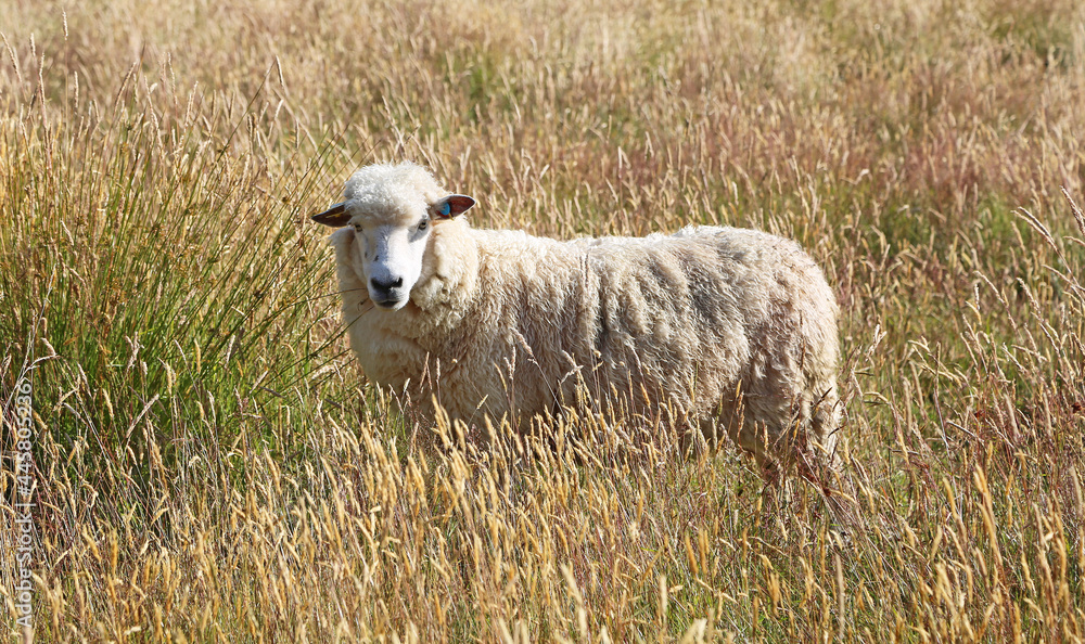 Sheep in grass, New Zealand
