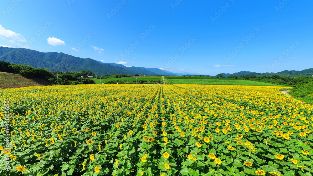 中山ひまわり団地11