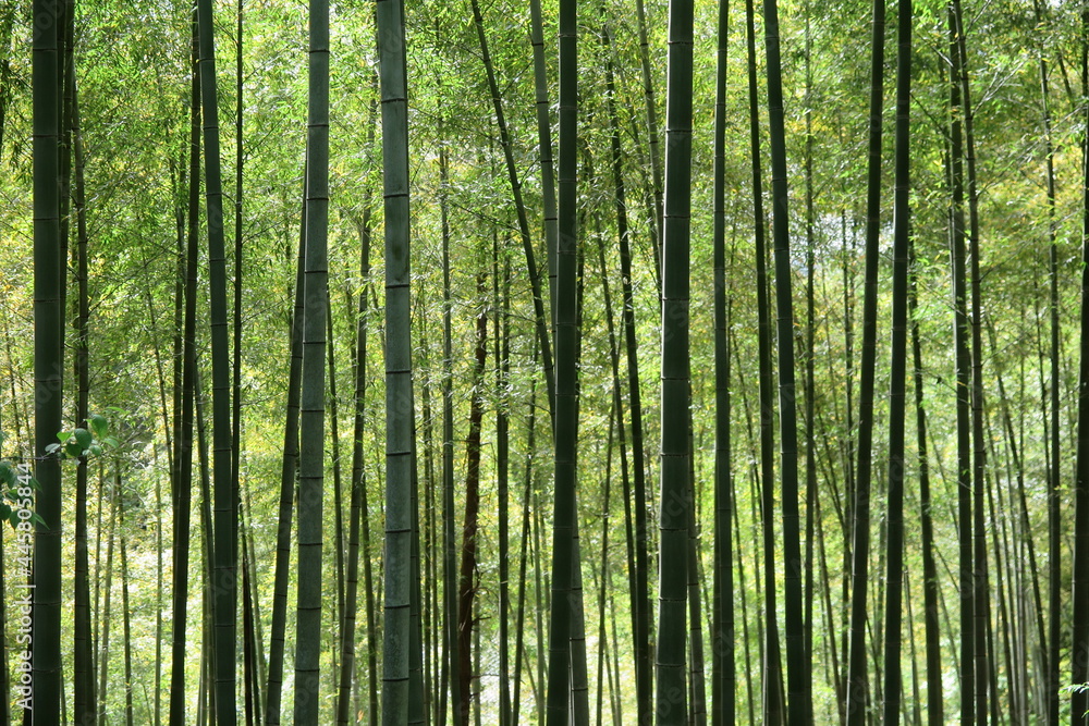 Fototapeta premium 山の中の竹林の風景6