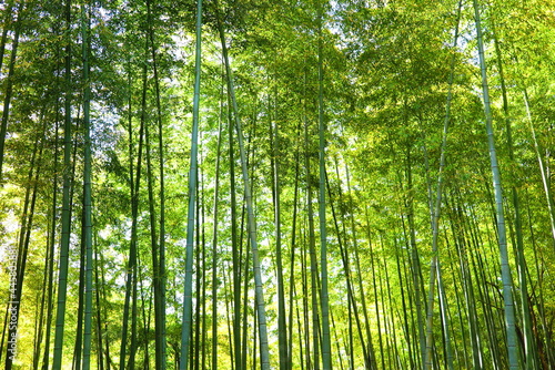 山の中の竹林の風景1