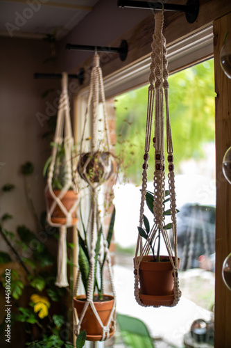 Hanging plants in cafe window