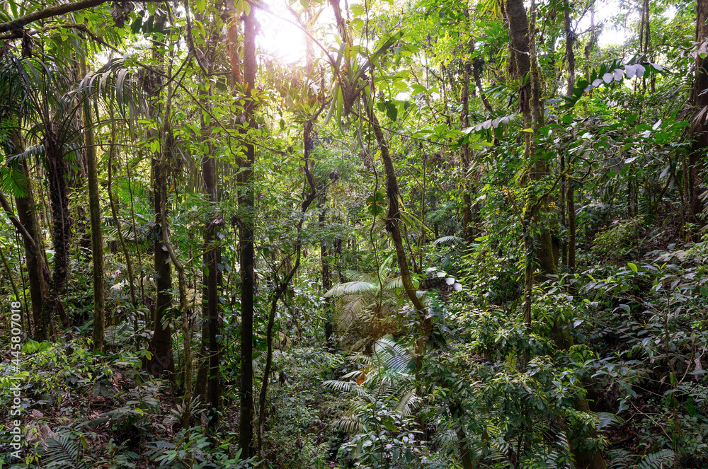Tropical rainforest aerial landscape with lens flare, Arenal national park hanging bridges, Costa Rica. Tropical rainforest aerial landscape with lens flare, Arenal national park hanging bridges, Costa Rica.