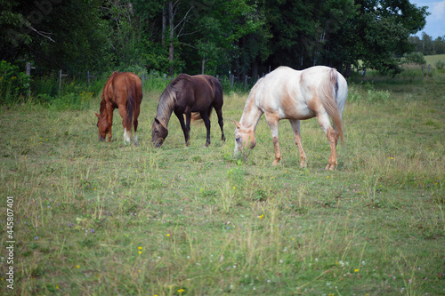 three horses grazing in a meadow equine animal farm  © Jacques Durocher