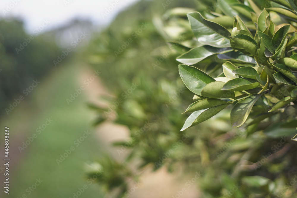 arboles frutales con hoja