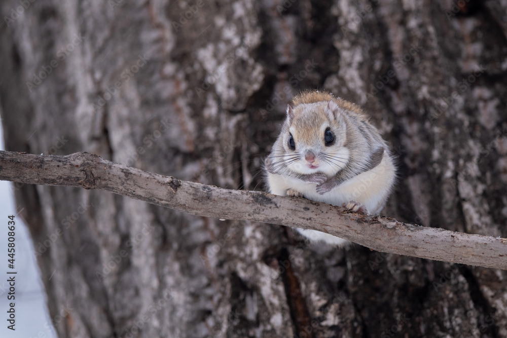 Obraz premium 冬のエゾモモンガ