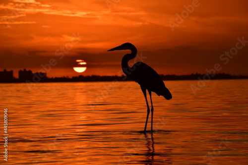 Great Blue Heron at Sunset bird sea 