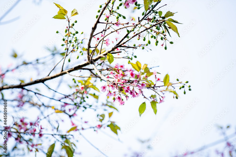 Naklejka Nieostrość, piękny kwiat wiśni, Prunus cerasoides w Tajlandii, jasnoróżowe kwiaty Sakury na wysokich górach Chiang Mai. Tło wiosna i piękne naturalne krajobrazy.