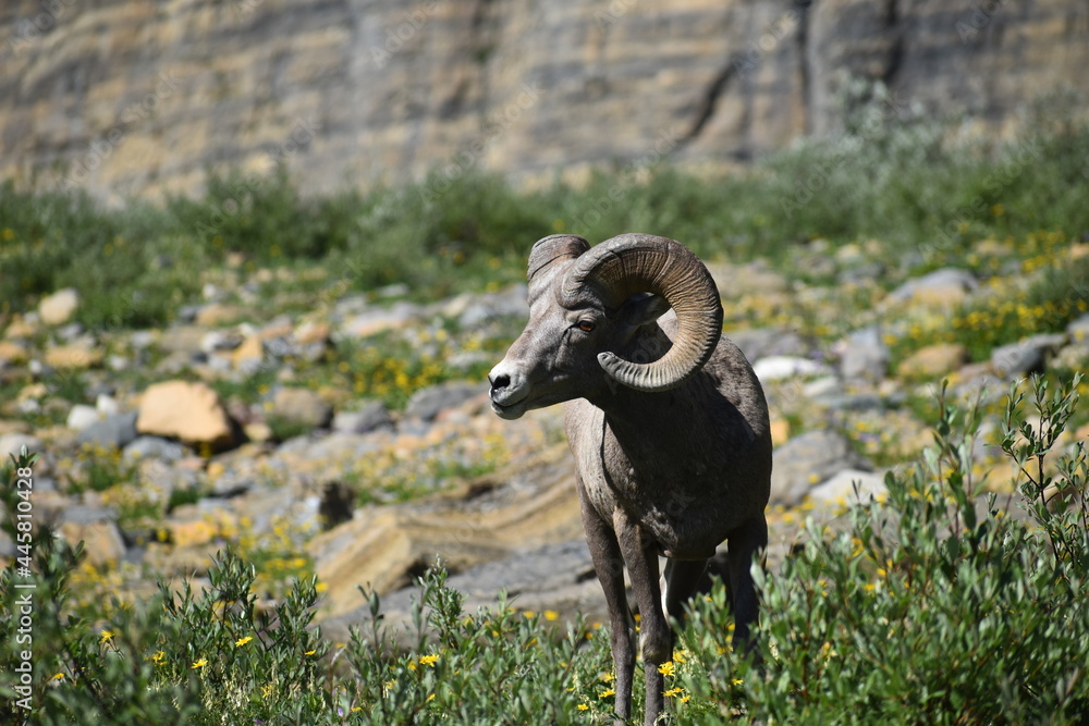 A powerful bighorn sheep eating shrubs near Grinnel Glacier in Glacier National Park, Montana.
A powerful bighorn sheep eating shrubs near Grinnel Glacier in Glacier National Park, Montana.