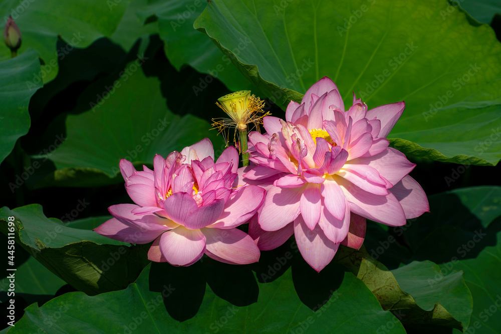 Beautiful blooming pink lotus flower in West Lake, Hanoi, Vietnam Beautiful blooming pink lotus flower in West Lake, Hanoi, Vietnam