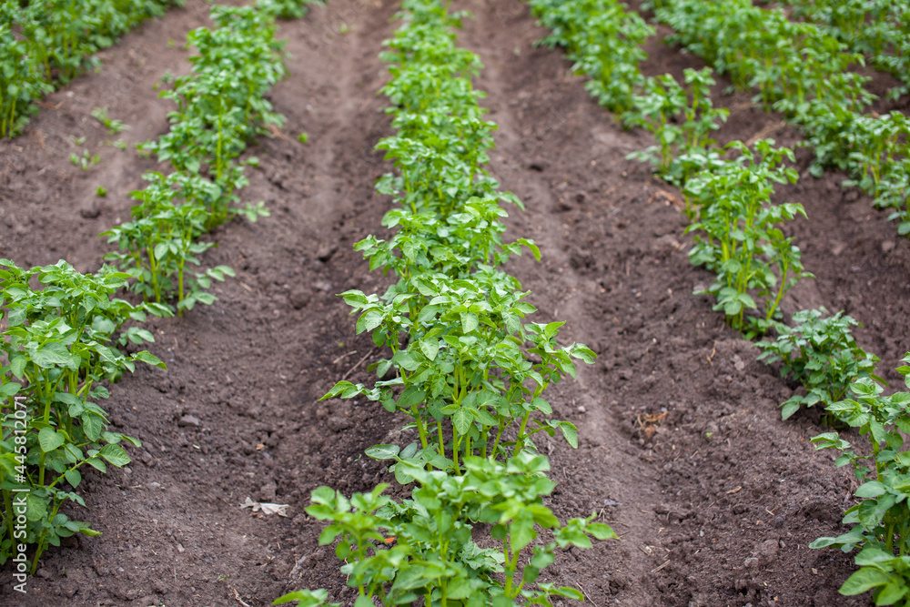 Rows of potatoes in the home garden. Preparation for harvesting. potato plants in rows on a kitchengarden farm springtime with sunshine. Green field of potato crops in a row. Growing of potato. Rows of potatoes in the home garden. Preparation for harvesting. potato plants in rows on a kitchengarden farm springtime with sunshine. Green field of potato crops in a row. Growing of potato.