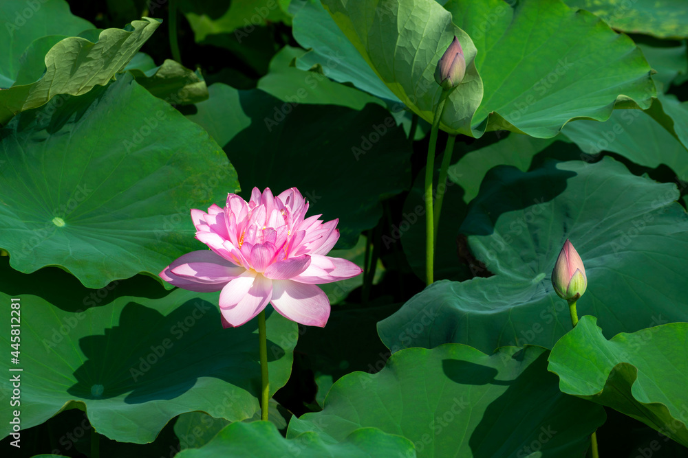 Beautiful blooming pink lotus flower in West Lake, Hanoi, Vietnam Beautiful blooming pink lotus flower in West Lake, Hanoi, Vietnam