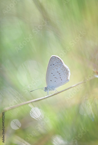 butterfly,butterflysmall,colloring,insect,whitebutterfly,macrobutterfly,macrophotography photo
