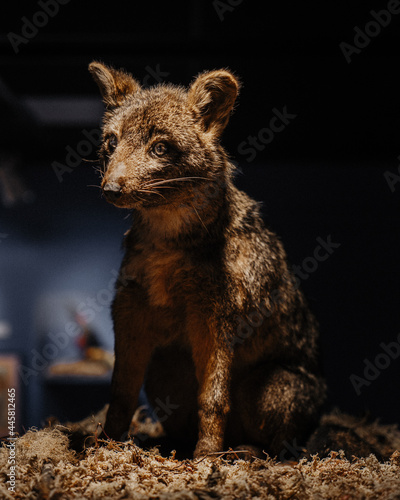 Taxidermy with Bush dog embalmed 