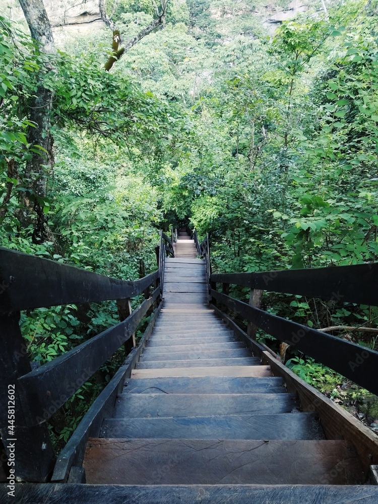 Obraz premium wooden bridge in the forest