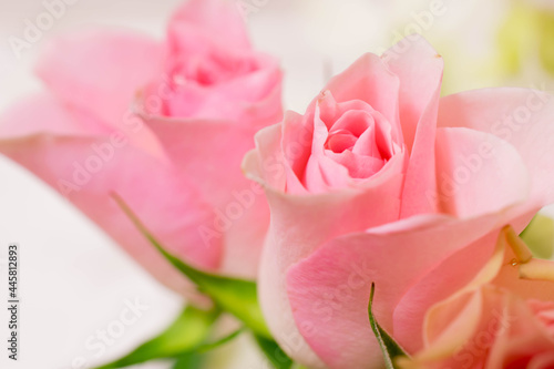 ピンクの可愛いバラ