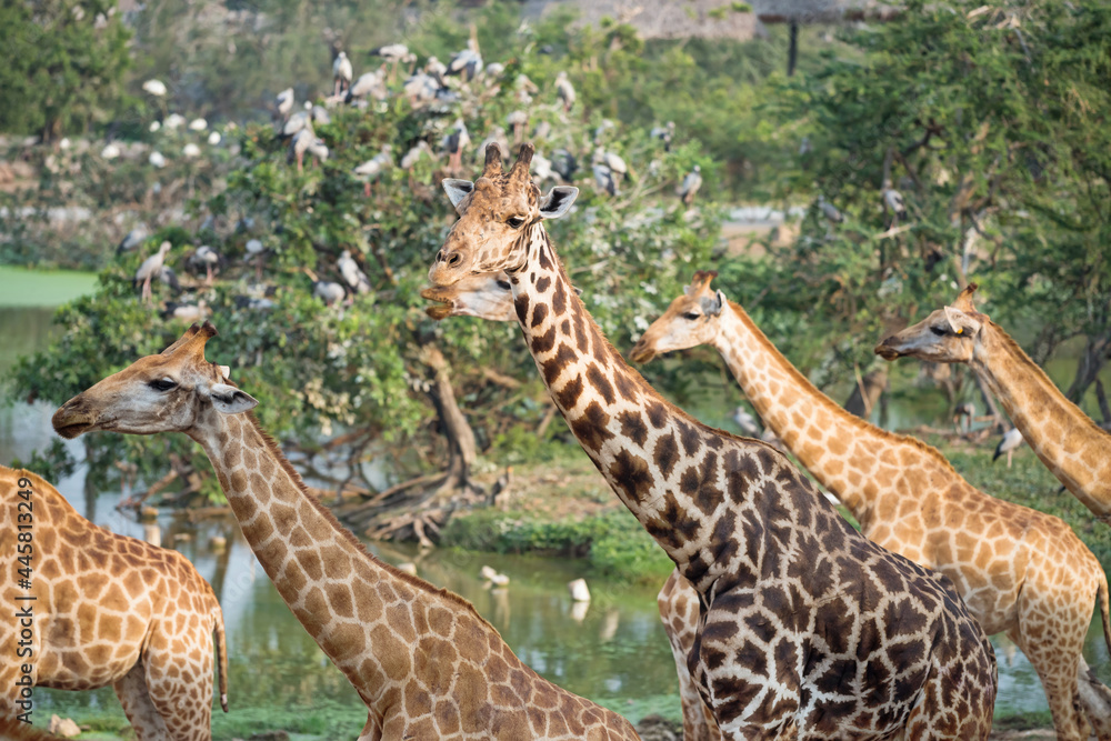 Obraz premium Giraffes group walk in forest near pond