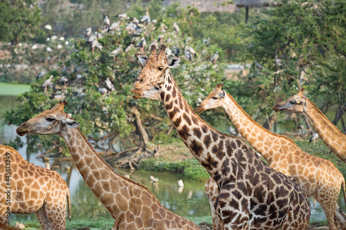 Giraffes group walk in forest near pond