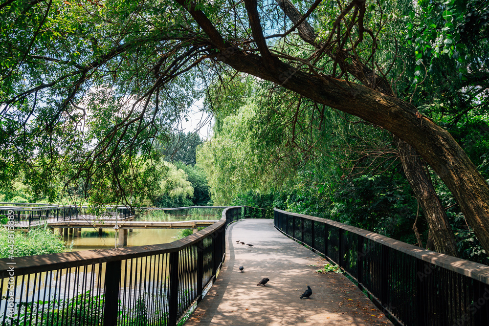 Obraz premium Forest road at Yeouido Saetgang Eco Park in Seoul, Korea